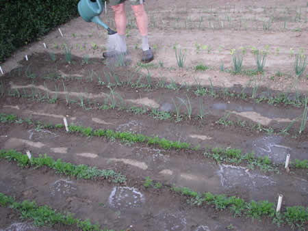 starten met moestuinieren